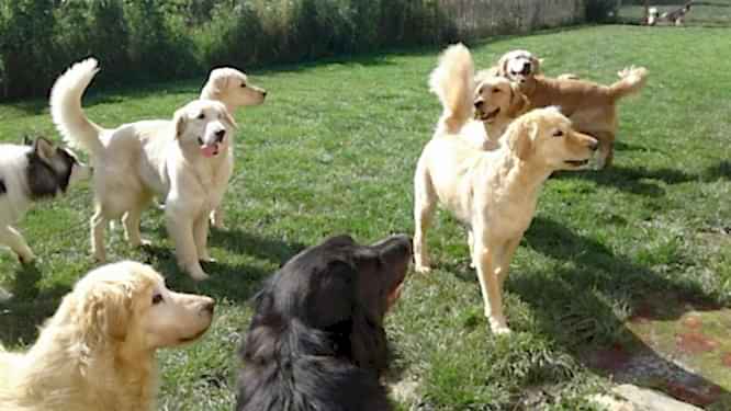 Köpek Maması Vakti