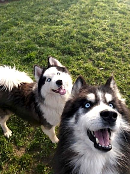 Mutlu Husky Köpekler