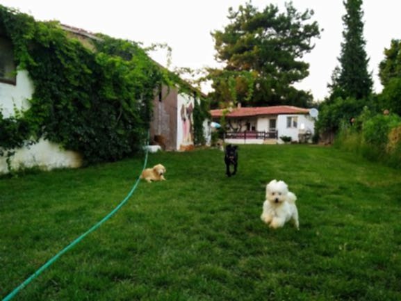 Özgür Köpek Oteli